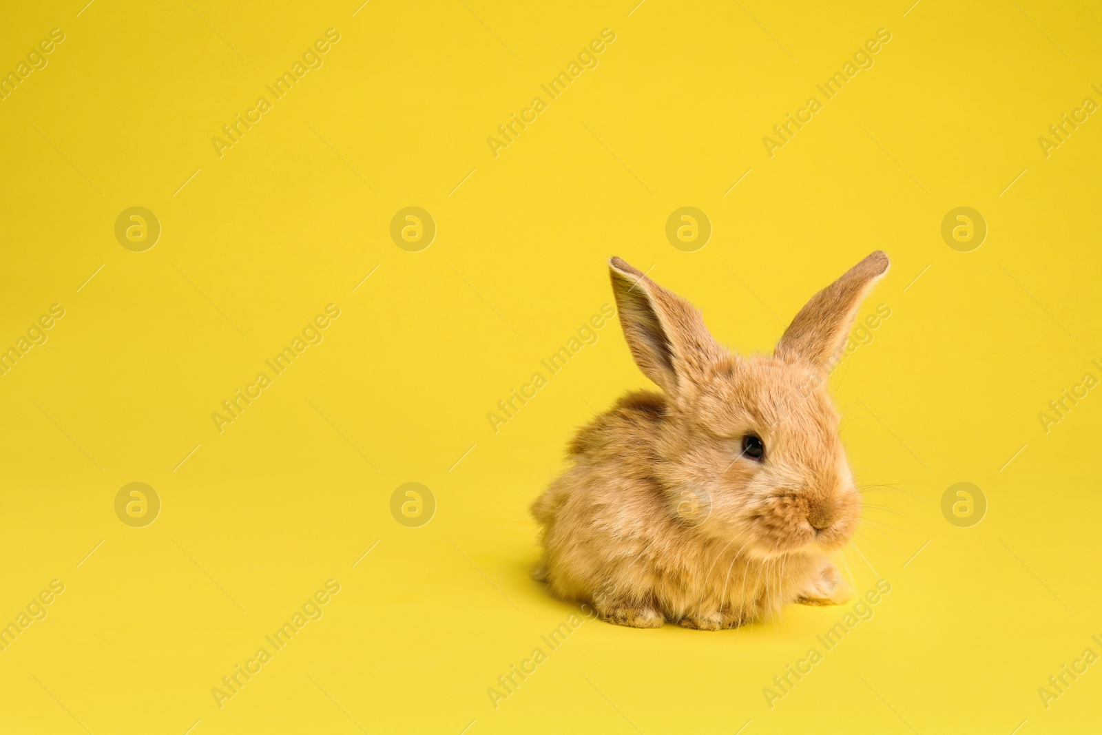 Photo of Adorable furry Easter bunny on color background, space for text