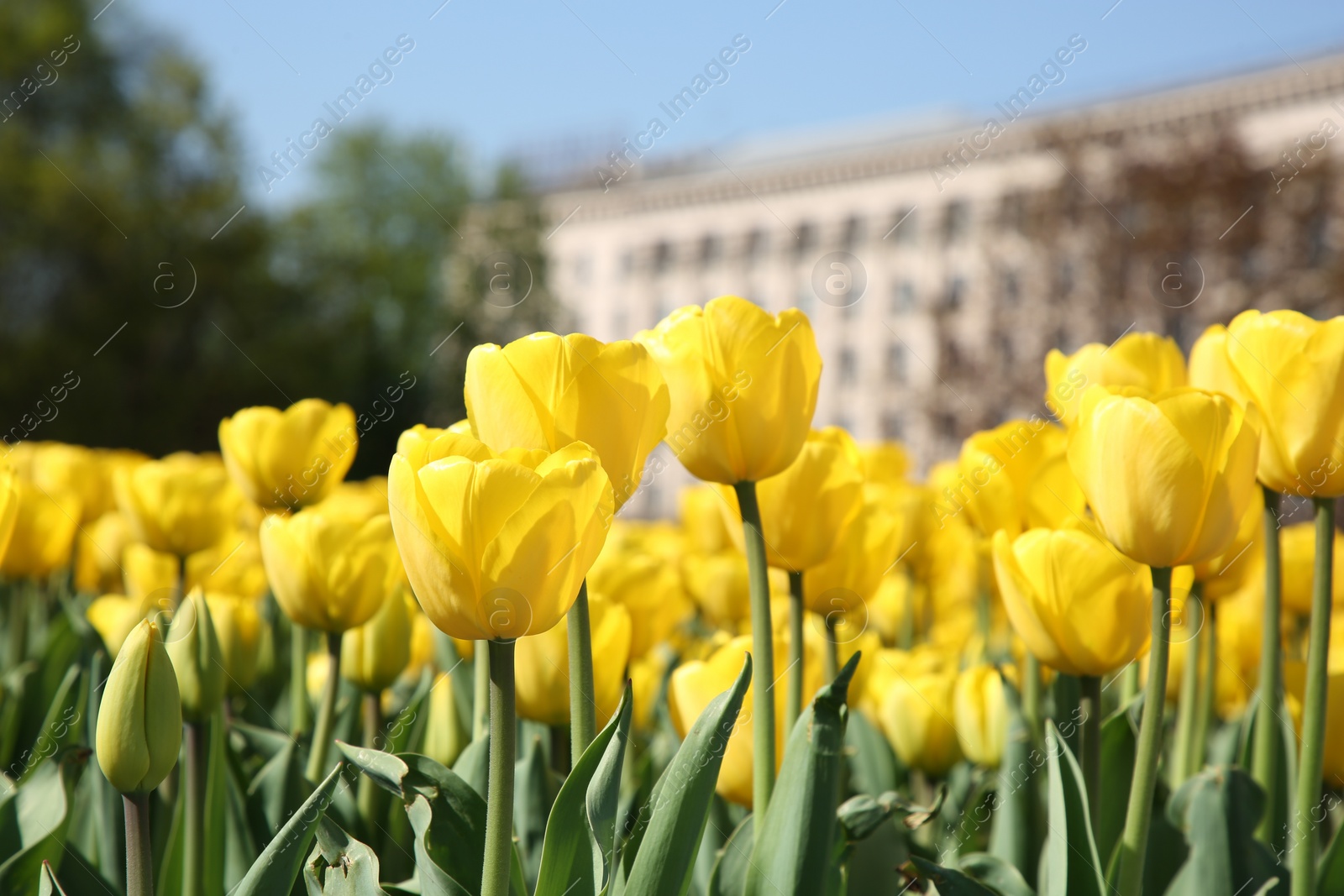 Photo of Many beautiful yellow tulips growing outdoors on sunny day, closeup. Spring season