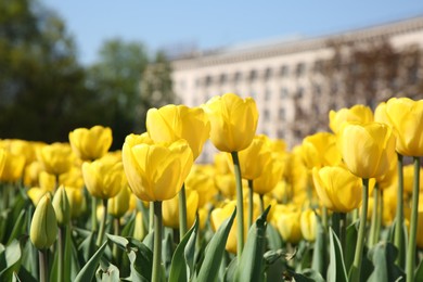 Many beautiful yellow tulips growing outdoors on sunny day, closeup. Spring season