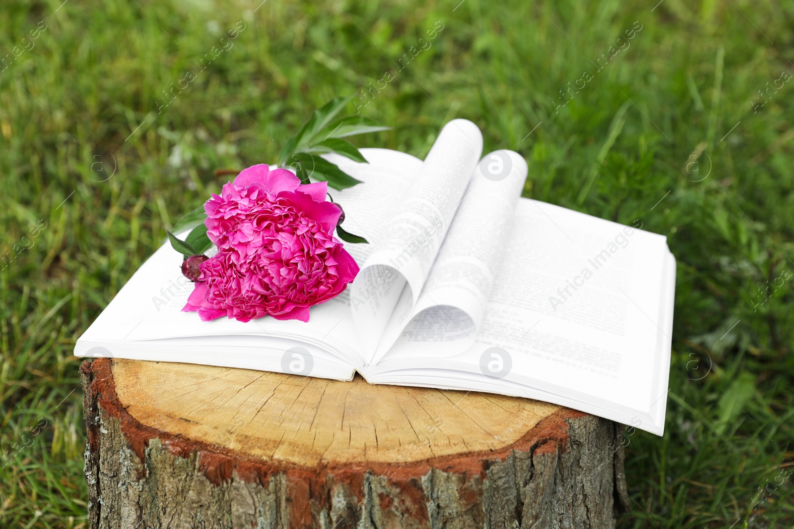 Photo of Open book with beautiful peony on tree stump outdoors