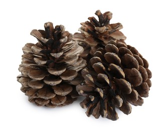 Beautiful dry pine cones on white background