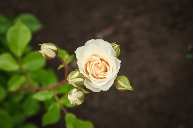 Closeup view of beautiful blooming rose bush outdoors