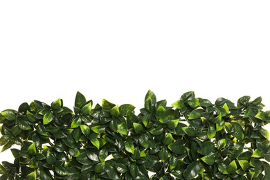 Green artificial plants with lush leaves isolated on white