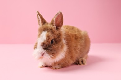 Photo of Cute little rabbit on pink background. Adorable pet
