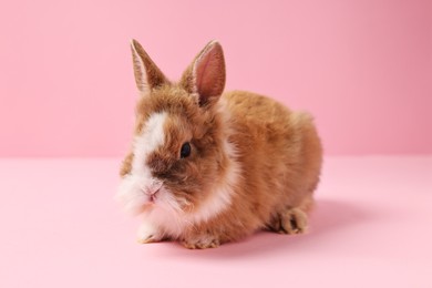 Cute little rabbit on pink background. Adorable pet