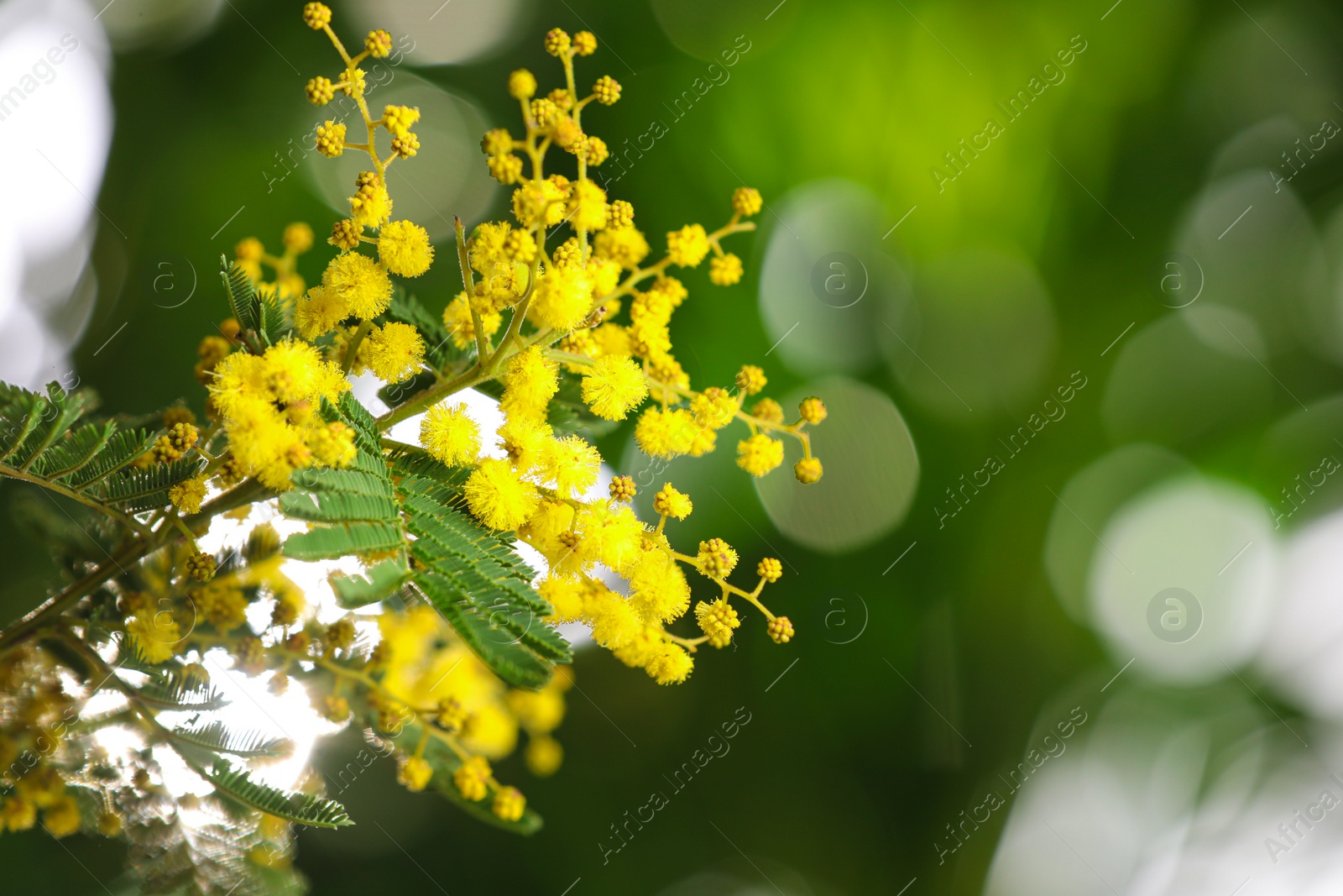 Photo of Beautiful mimosa plant on blurred background, closeup. Space for text