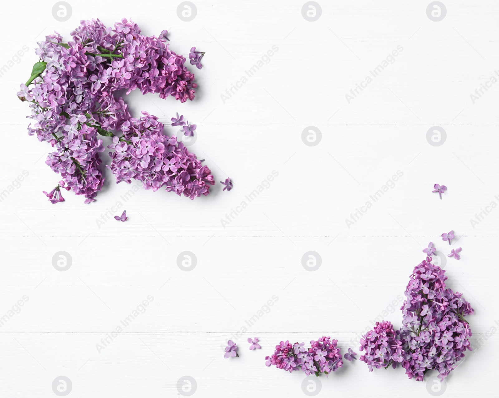 Photo of Beautiful lilac blossom on white wooden background, flat lay. Space for text