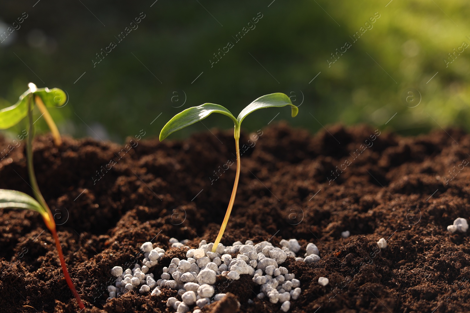 Photo of Young sprouts growing in soil with granulated fertilizer outdoors, closeup