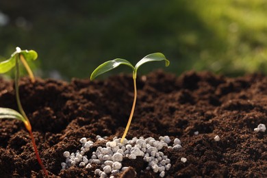 Photo of Young sprouts growing in soil with granulated fertilizer outdoors, closeup