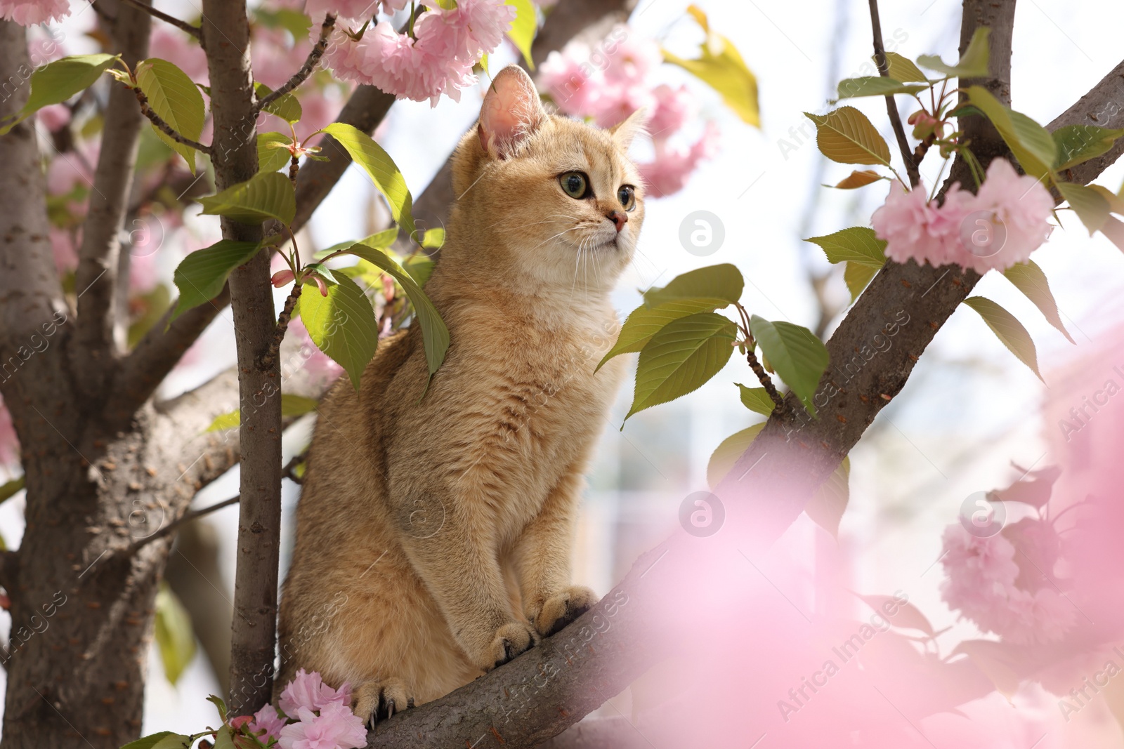 Photo of Cute cat on spring tree branch with beautiful blossoms outdoors