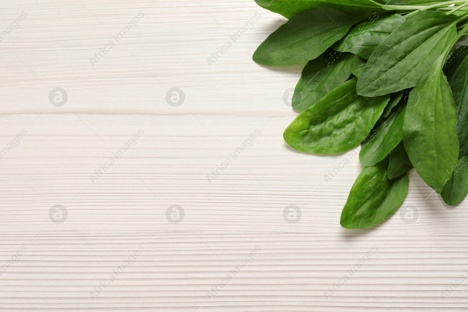 Photo of Broadleaf plantain leaves on white wooden table, flat lay. Space for text