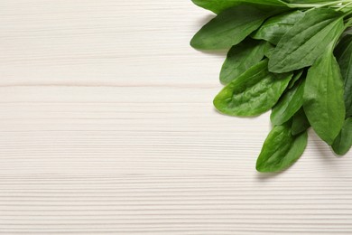 Broadleaf plantain leaves on white wooden table, flat lay. Space for text