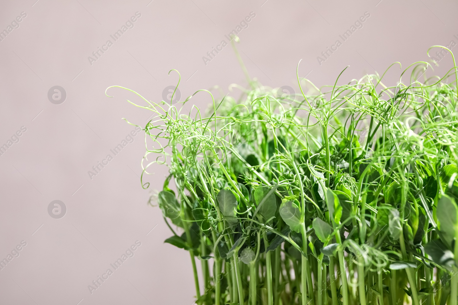 Photo of Fresh organic microgreen on light grey background, closeup