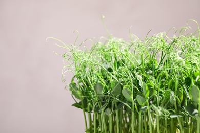 Fresh organic microgreen on light grey background, closeup