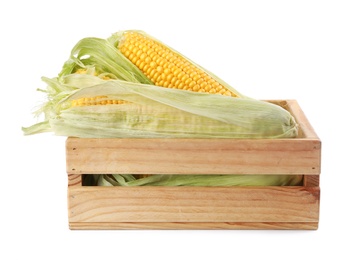 Photo of Ripe raw corn cobs in wooden crate on white background