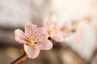Closeup view of blossoming tree outdoors on spring day