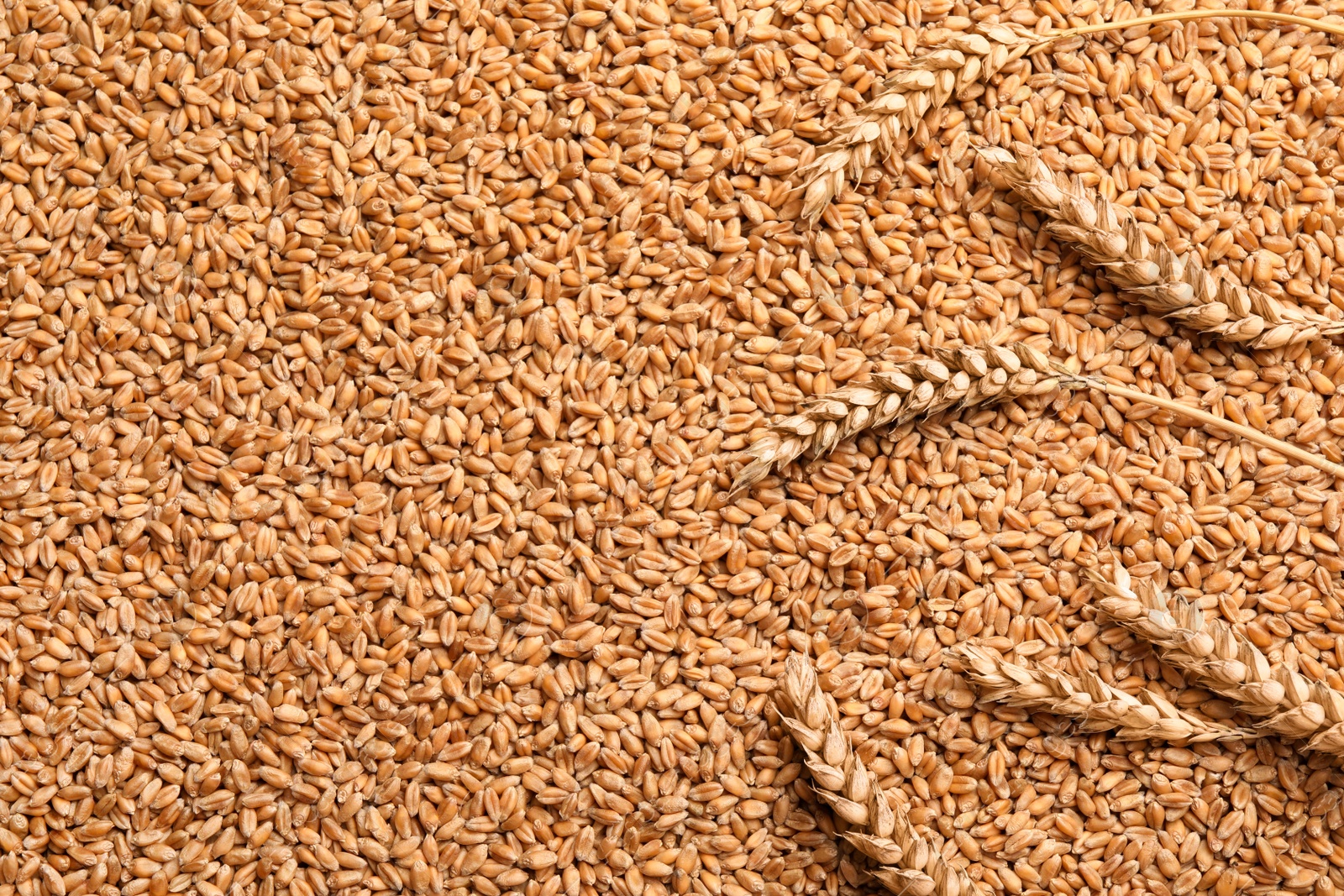 Photo of Spikelets on heap of wheat grains, flat lay. Space for text