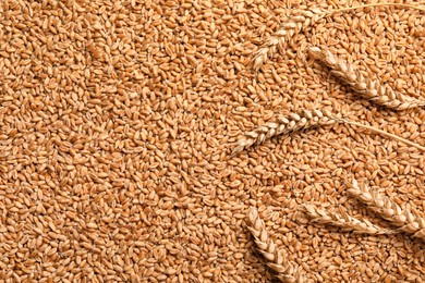 Photo of Spikelets on heap of wheat grains, flat lay. Space for text