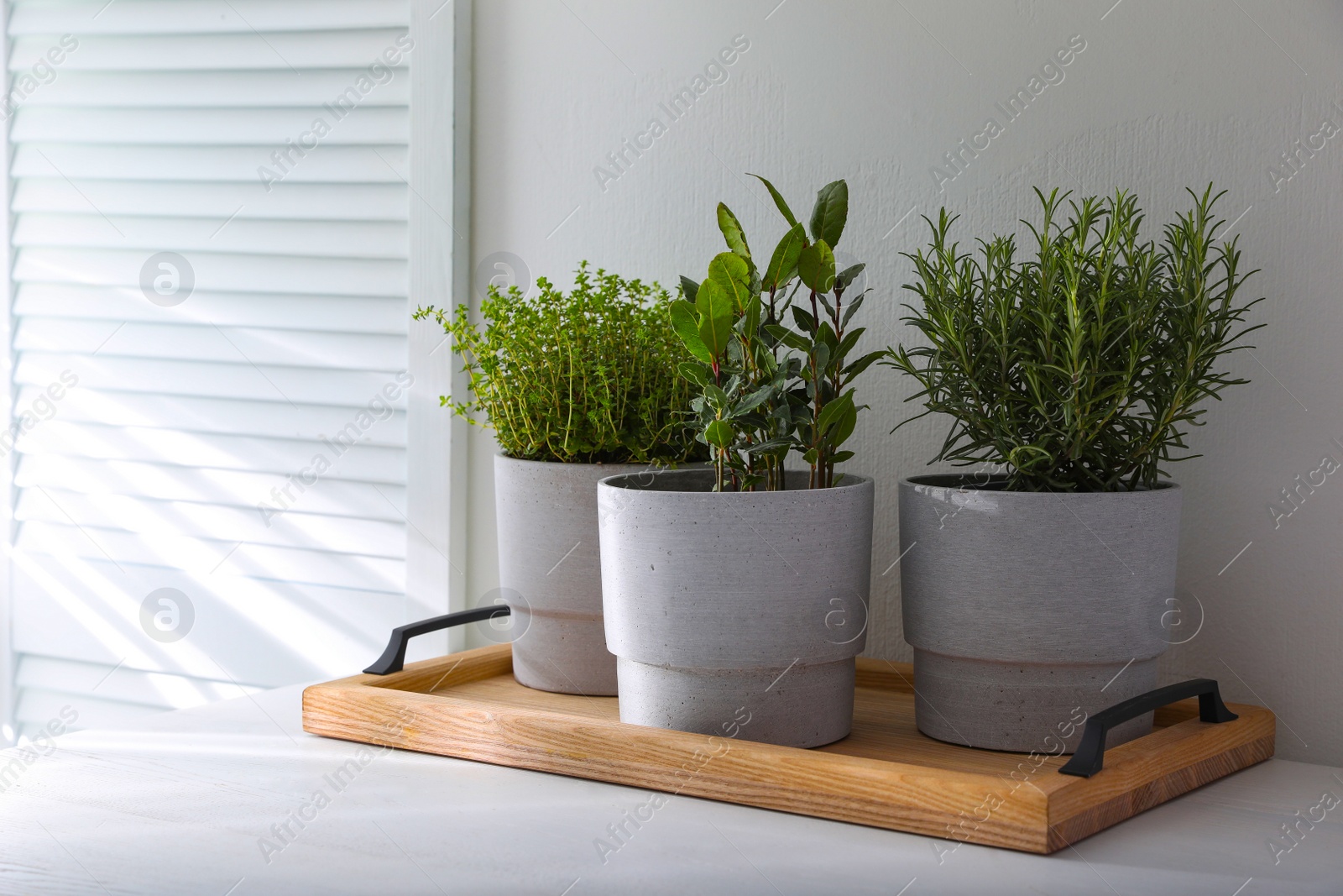 Photo of Different aromatic potted herbs on white table indoors