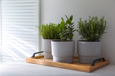 Different aromatic potted herbs on white table indoors