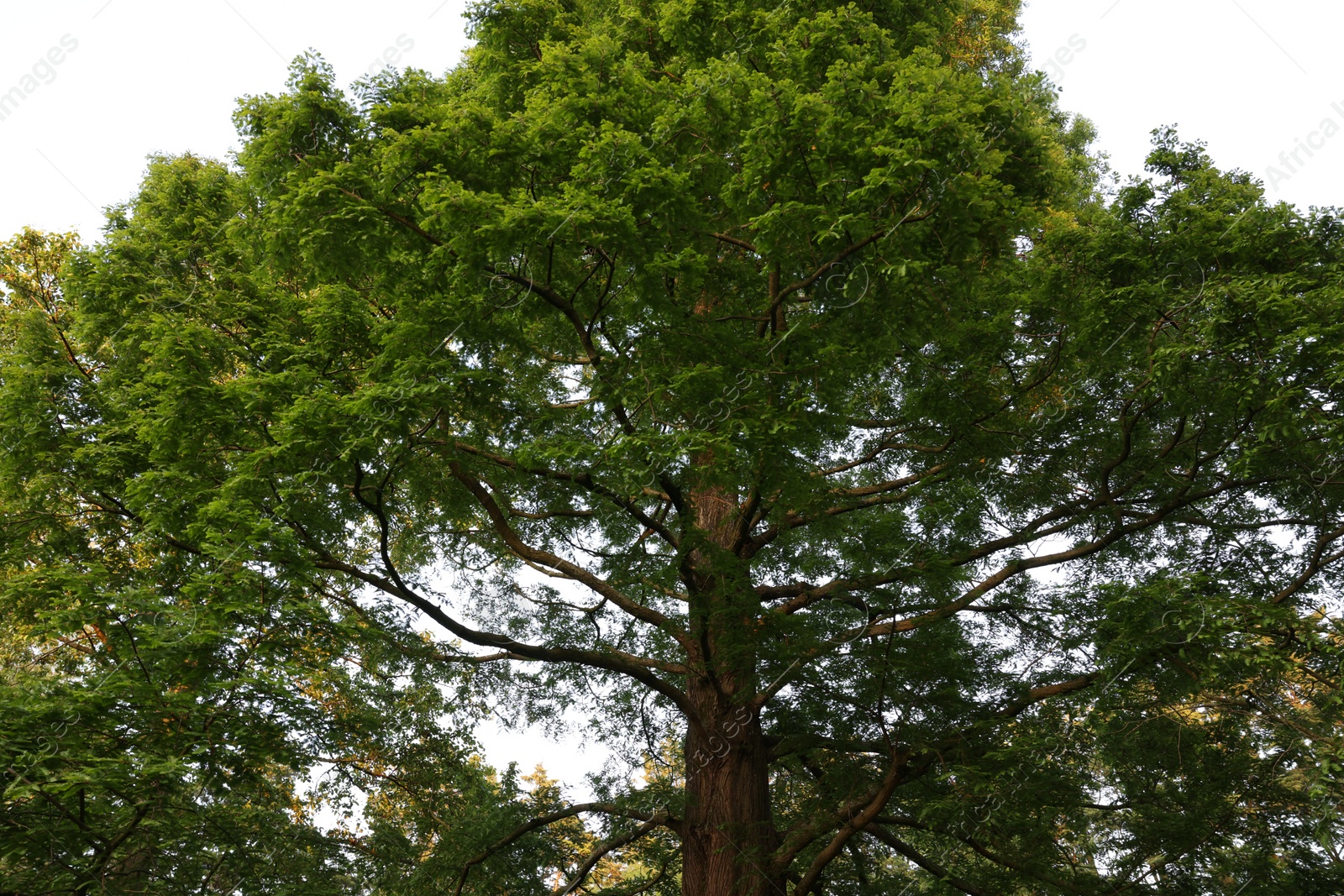 Photo of Beautiful view of tree with green leaves growing outdoors