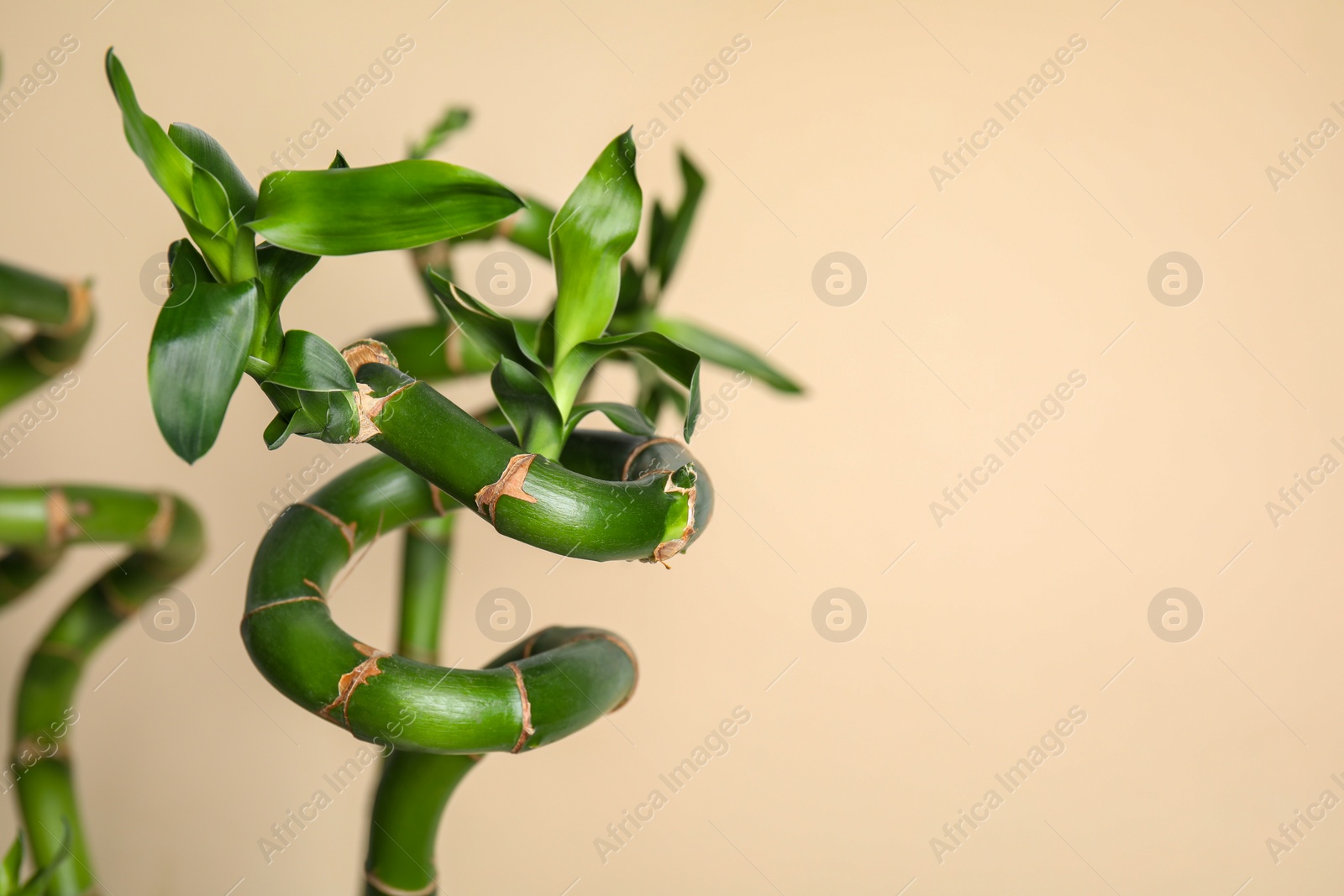 Photo of Beautiful green bamboo stems on beige background, space for text