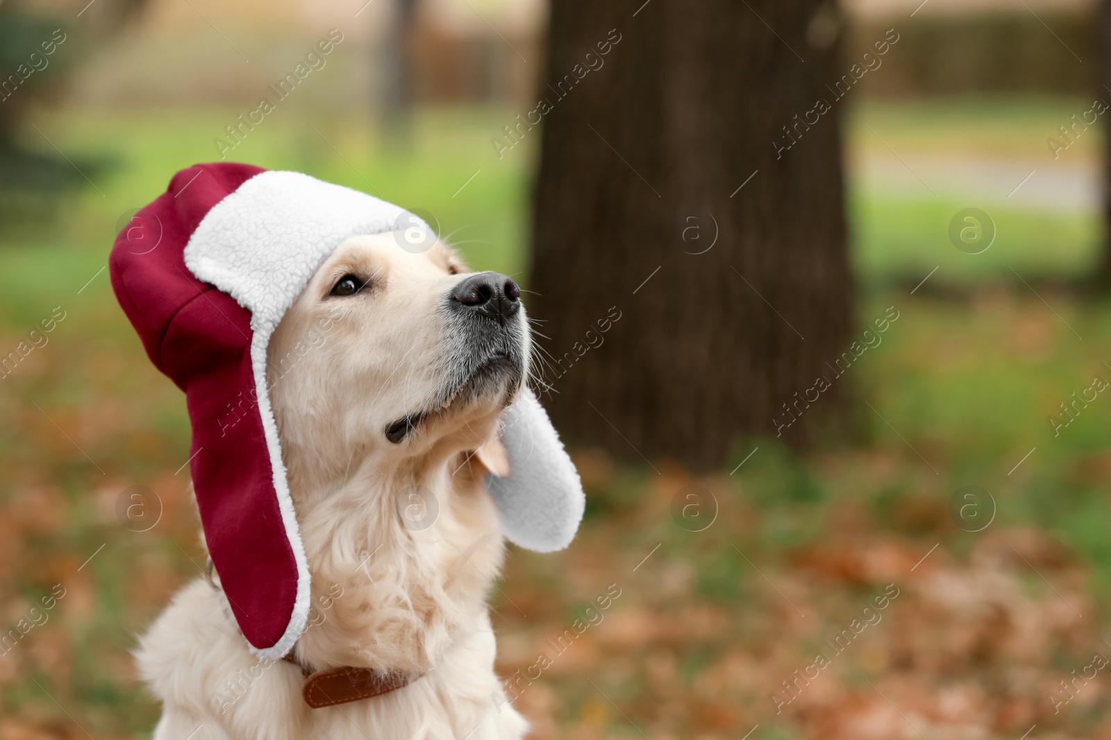 Photo of Funny Labrador Retriever wearing warm hat in autumn park