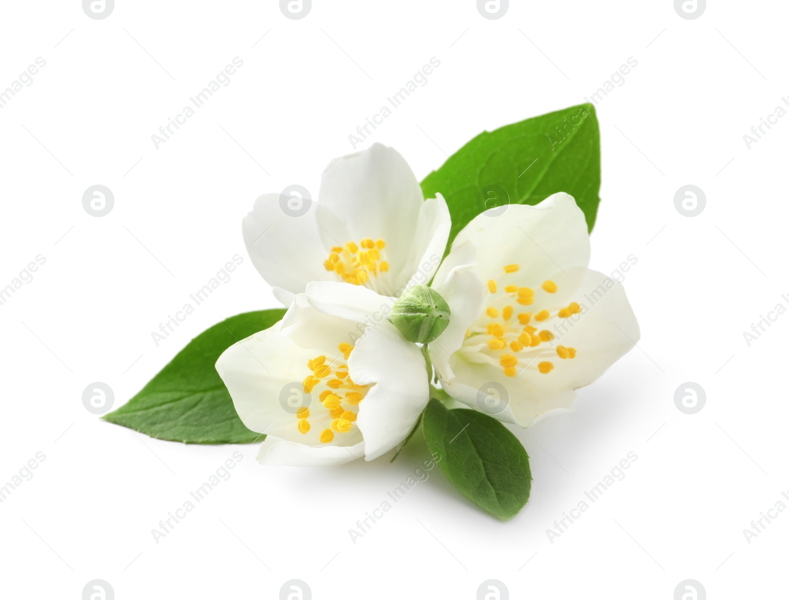 Photo of Beautiful flowers of jasmine plant with leaves on white background