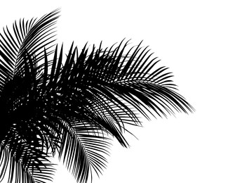 Silhouette of beautiful palm leaves on white background