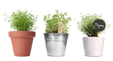 Image of Thyme plants growing in different pots isolated on white