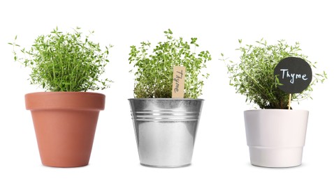 Thyme plants growing in different pots isolated on white