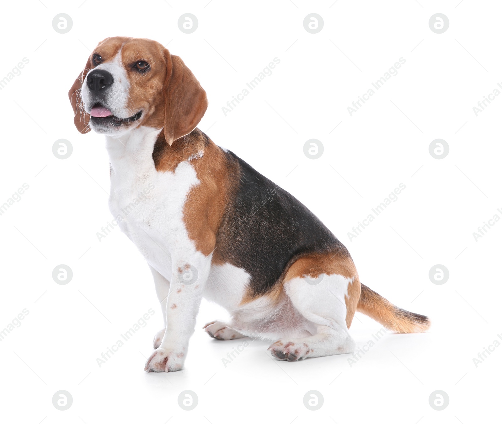 Photo of Beautiful beagle dog on white background. Adorable pet