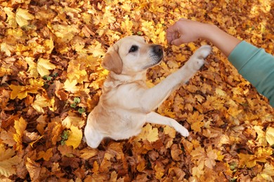 Man playing with cute Labrador Retriever dog on fallen leaves outdoors, top view