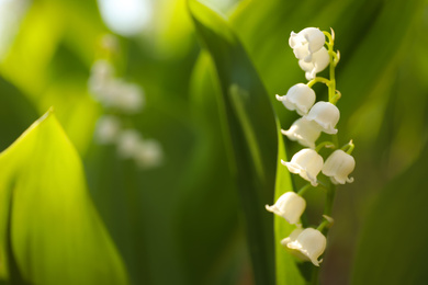 Photo of Beautiful lily of the valley in spring garden, closeup