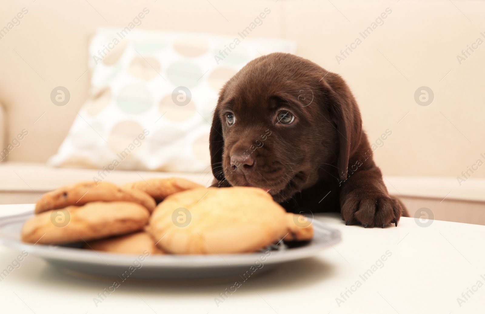 Photo of Chocolate Labrador Retriever puppy near plate with cookies indoors