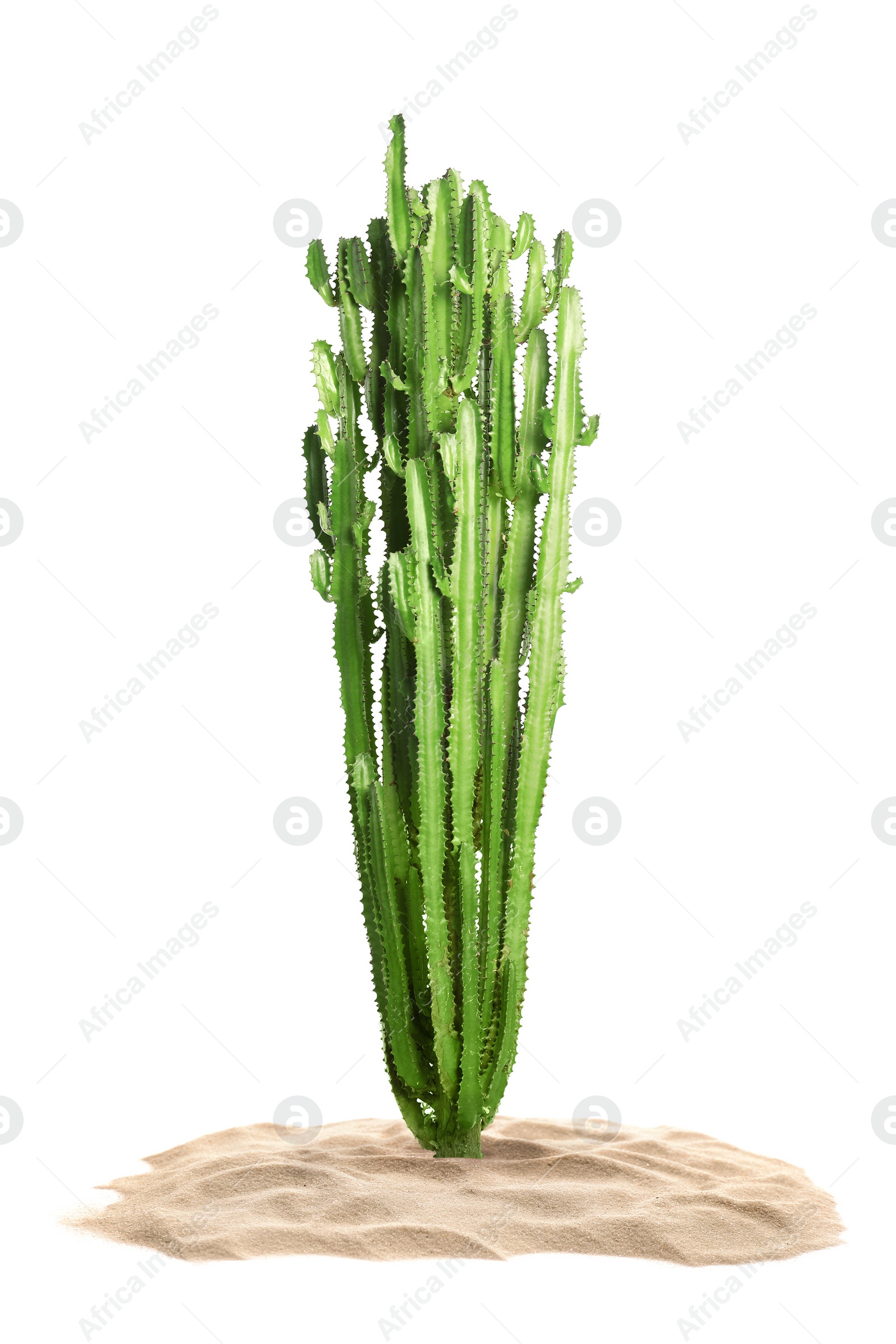 Image of Beautiful big cactus growing in sand on white background