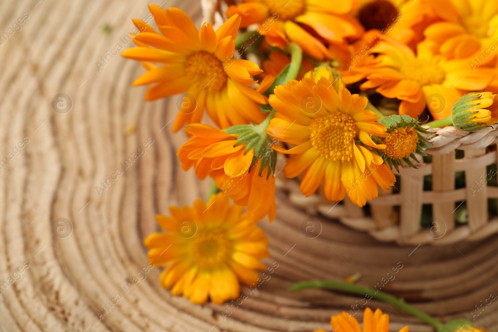 Photo of Beautiful fresh calendula flowers on wooden table, closeup. Space for text