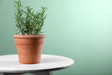 Photo of Aromatic green potted rosemary on wooden table indoors, space for text