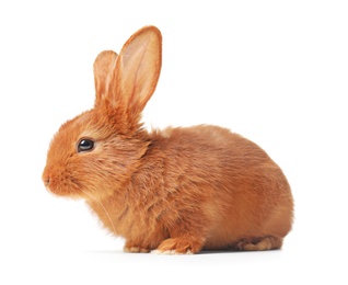 Photo of Adorable fluffy bunny rabbit on white background