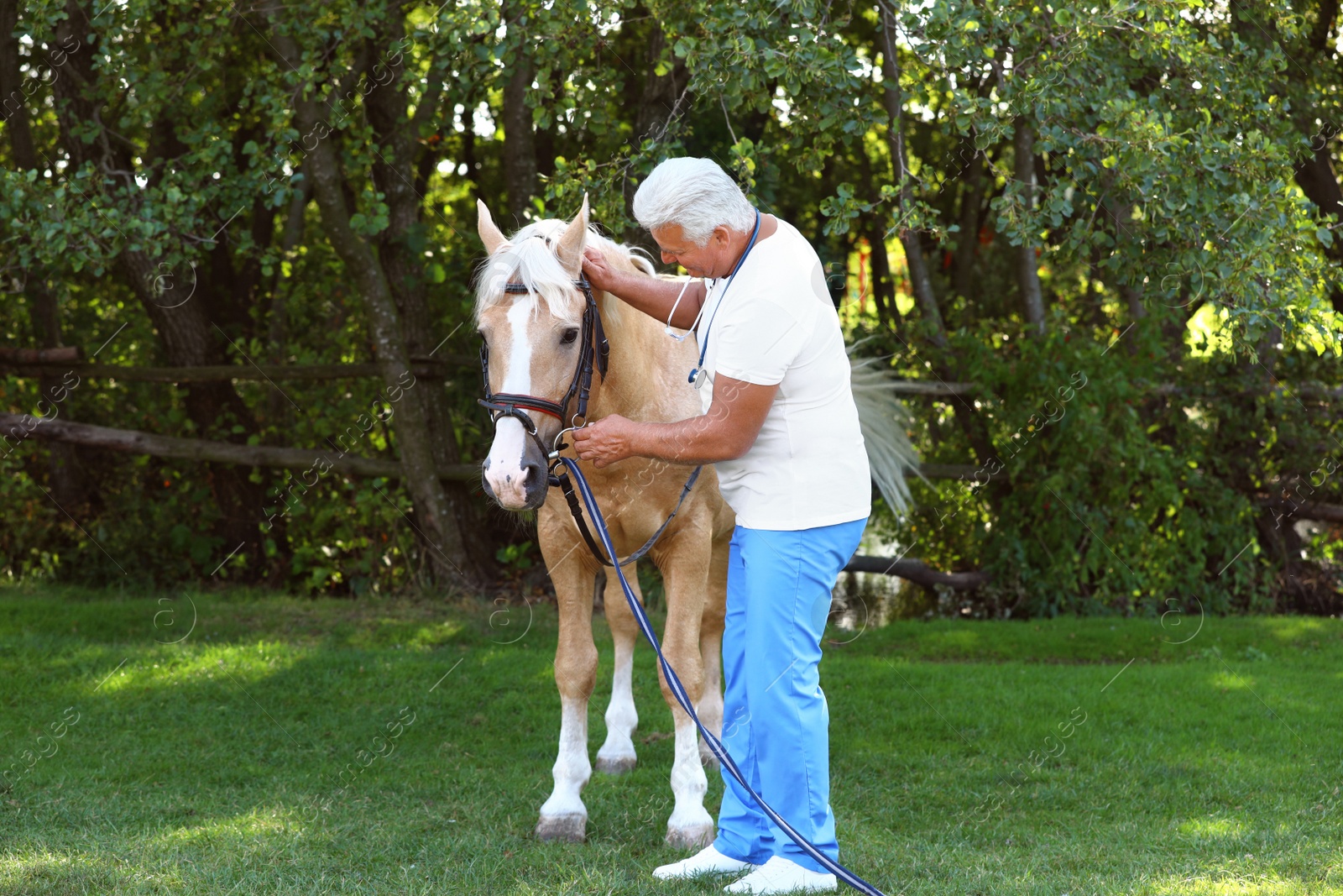 Photo of Senior veterinarian examining palomino horse outdoors on sunny day