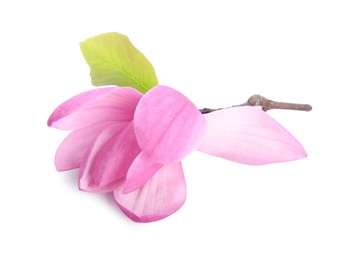 Beautiful pink magnolia flower isolated on white