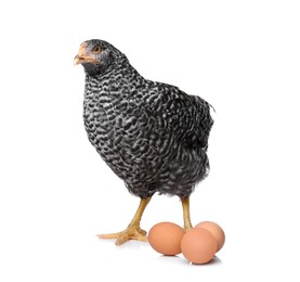 Chicken with eggs on white background. Domestic animal