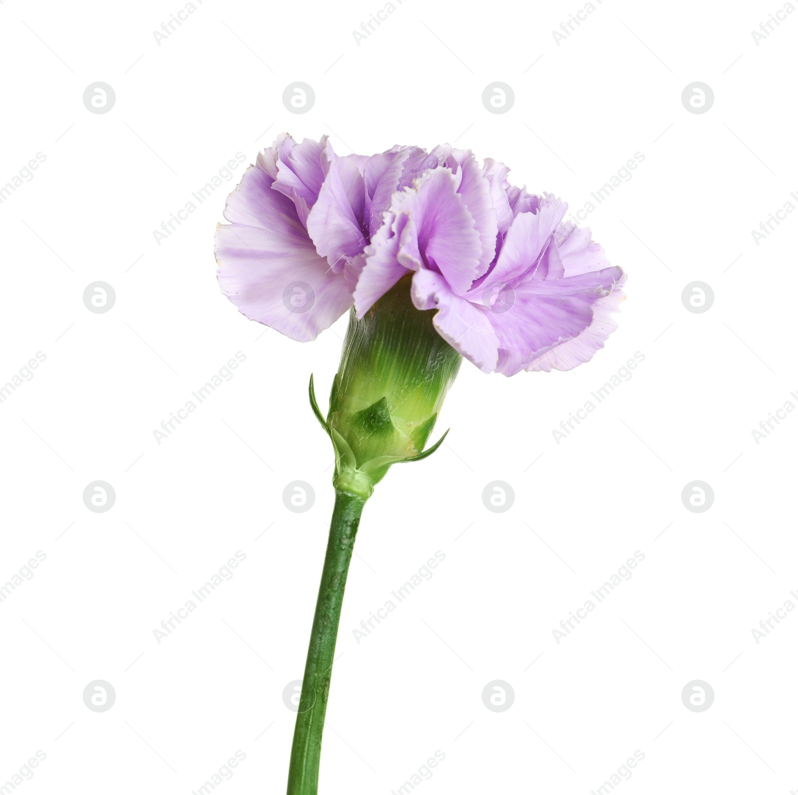 Photo of Beautiful blooming violet carnation on white background