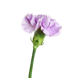 Beautiful blooming violet carnation on white background