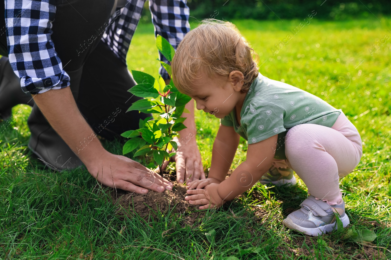 Photo of Father and his baby daughter planting tree together in garden, closeup