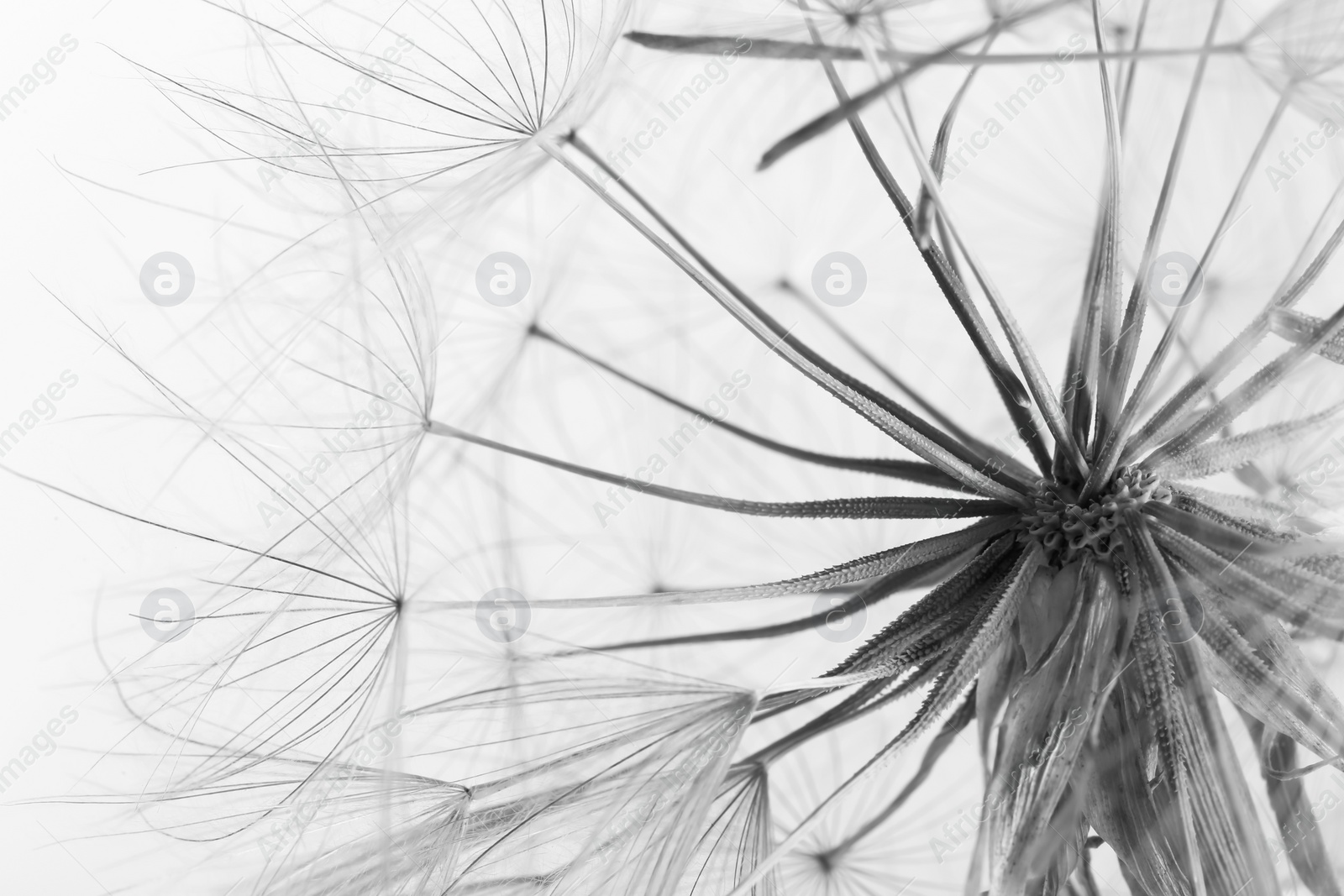 Photo of Dandelion seed head on grey background, close up. Black and white effect