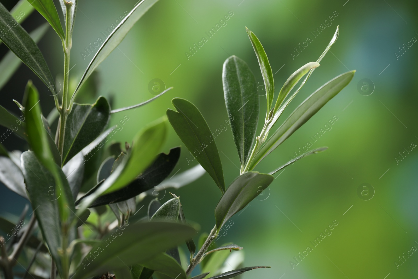 Photo of Olive twigs with fresh green leaves on blurred background, closeup