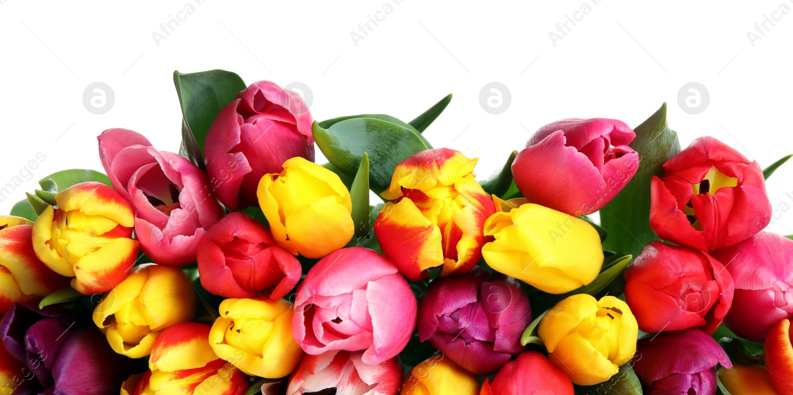 Photo of Beautiful bright spring tulips on white background