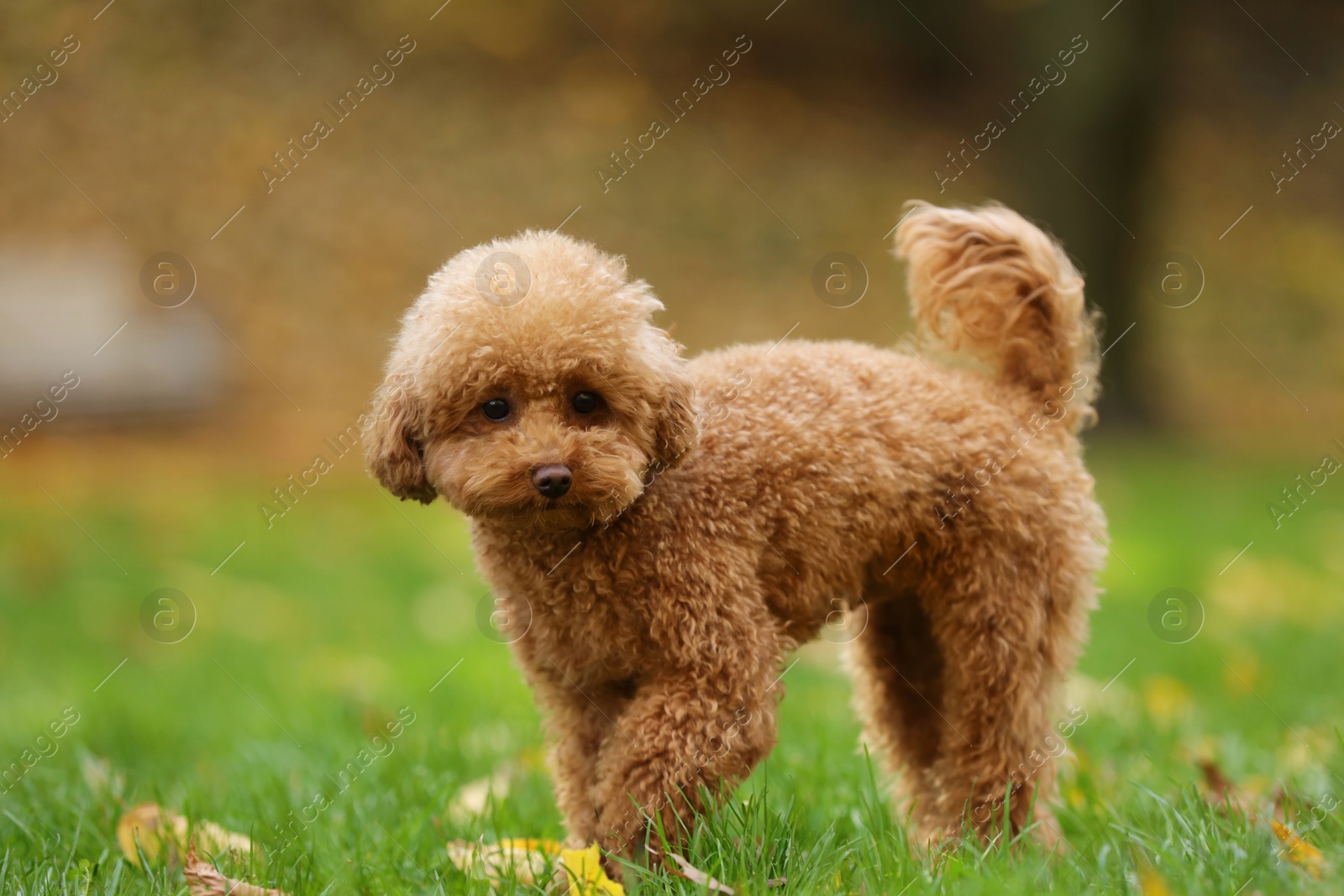 Photo of Cute Maltipoo dog on green grass in autumn park