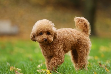 Cute Maltipoo dog on green grass in autumn park